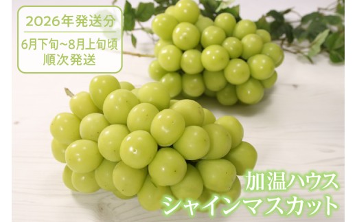 クール配送 加温ハウス「マルエス農園」シャインマスカット 合計1.2kg以上(2〜3房)【2026年発送】(MS)D-121 【シャインマスカット 葡萄 ぶどう ブドウ 令和8年発送 期間限定 山梨県産 甲州