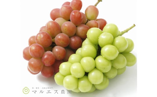 クール配送 加温ハウス サンシャインレッド シャインマスカット 合計1.2kg以上【2026年発送】(MS)D-162 【サンシャインレッド シャインマスカット ぶどう 葡萄 ブドウ 令和8年発送 期間限定
