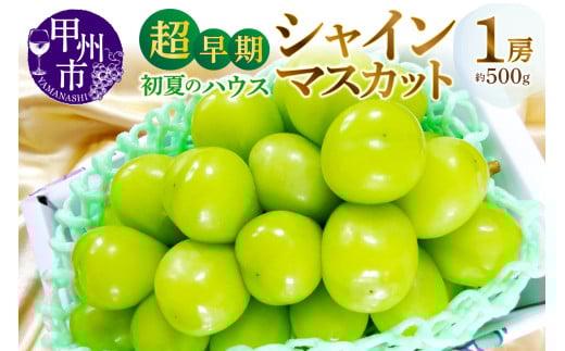 甲州市産『超早期 初夏のハウスシャインマスカット』約500g 1房【2026年発送】(MG)C-450 【シャインマスカット 葡萄 ぶどう ブドウ 令和8年発送 期間限定 山梨県産 甲州市 フルーツ 果物】山