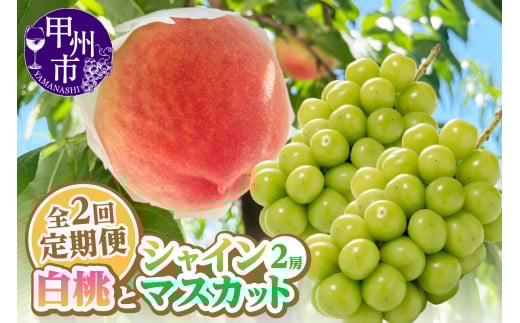 【定期便】旬を味わい尽くせ!!白桃とシャインマスカットの全2回【2026年発送】(AGB)C2-401 【桃 もも モモ シャインマスカット 葡萄 ぶどう 令和8年発送 期間限定 山梨県産 甲州市 フルーツ