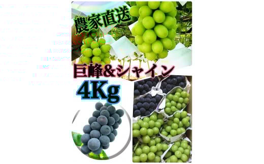 【生産者直送】巨峰&シャインマスカットMIX 約4キロ【2026年発送】(ISI)C7-155 【巨峰 シャインマスカット 葡萄 ぶどう ブドウ 令和8年発送 期間限定 山梨県産 甲州市 フルーツ 果物】山梨県