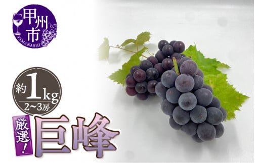 厳選!山梨県甲州市産 巨峰 約1kg(2〜3房)【2026年発送】(THR)B-804 【巨峰 ぶどう 葡萄 ブドウ 令和8年発送 期間限定 山梨県産 甲州市 フルーツ 果物】山梨県甲州市12000果物・フルーツマス
