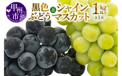 甲州市産旬の葡萄2房入り2色セット 1kg以上【2026年発送】(MG)B-493【シャインマスカット 葡萄 ぶどう ブドウ 令和8年発送 期間限定 山梨県産 甲州市 フルーツ 果物】山梨県甲州市11000果物・