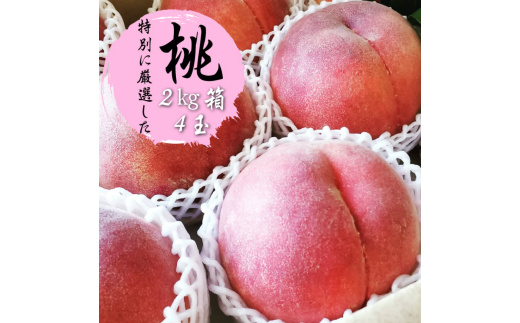 ふるさと納税のために特別に選別した 桃 約2kg 4玉【2026年発送】(WDN)B14-900 【桃 もも モモ 令和8年発送 期間限定 山梨県産 甲州市 フルーツ 果物】山梨県甲州市16000果物・フルーツもも・す