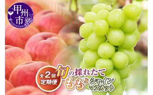 【定期便】旬の採れたて2回定期便(桃・シャインマスカット)【2026年発送】(HO)B18-1410山梨県甲州市21000果物・フルーツもも・すもも