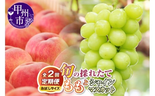 【定期便】【お試しサイズ】旬の採れたて2回定期便(桃・シャインマスカット)【2026年発送】(HO)B14-1410山梨県甲州市17000果物・フルーツもも・すもも