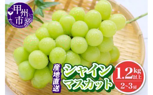 池田青果 厳選 シャインマスカット 1.2kg以上 2房〜3房【2026年発送】(IS)B12-466山梨県甲州市13000果物・フルーツマスカット・ぶどう