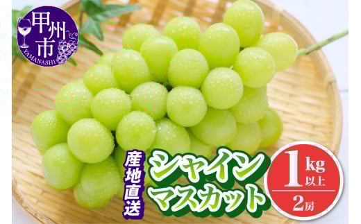 池田青果 厳選 シャインマスカット 1kg以上 2房【2026年発送】(IS)A09-466山梨県甲州市11000果物・フルーツマスカット・ぶどう