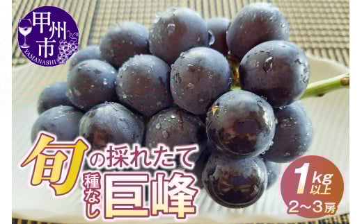 元祖黒系!!旬の採れたて種なし巨峰1.0kg以上(2房〜3房)【2026年配送】(HO)B12-148山梨県甲州市12000果物・フルーツマスカット・ぶどう