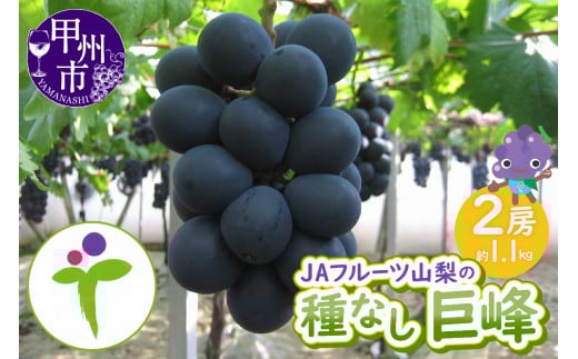 JAフルーツ山梨 甲州市産種なし巨峰2房【80】【2026年発送】B-104山梨県甲州市13000果物・フルーツマスカット・ぶどう