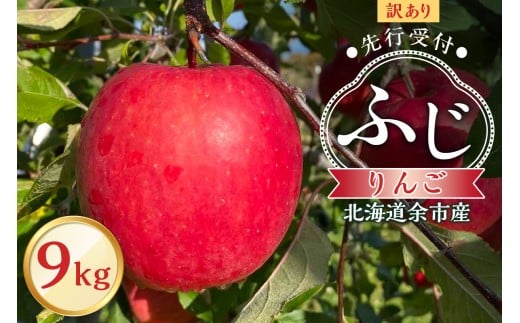 【先行予約:2025年11月上旬より発送】訳アリ りんご(ふじ)9kg【北海道余市町産】北海道余市町18000果物・フルーツりんご・梨