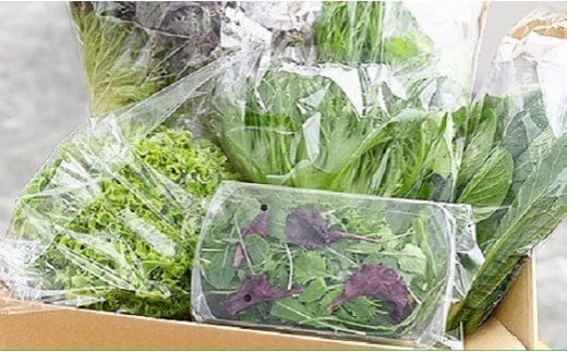 葉物野菜 Cセット 新鮮 水耕栽培 3種類以上 13袋程度 | GreensFarm ホタル やさい サラダ 和え物 セット 詰め合わせ M10S101岐阜県美濃加茂市10000野菜・きのこその他 野菜