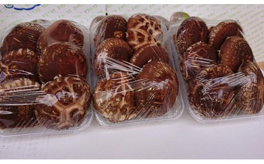 【先行予約】大山山麓 原木しいたけ ( 200g × 3パック )鳥取県琴浦町7000野菜・きのこきのこ