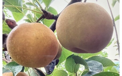 【先行予約】訳あり 数量限定 鳥取県産”新甘泉(しんかんせん) 約5kg (10〜18玉)≪2025年9月中旬頃出荷≫鳥取県琴浦町14000果物・フルーツりんご・梨