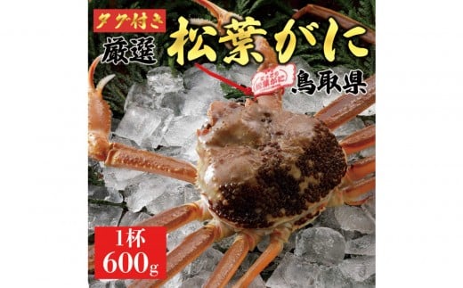 【2025年11月発送】特撰 松葉がに(なま)【ブランドタグ付き】600g超のサイズ  1杯鳥取県琴浦町51000魚介・海産物カニ