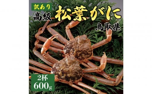 【2025年11月発送】特撰 松葉がに(なま)【訳あり】600g超のサイズ  2杯鳥取県琴浦町82000魚介・海産物カニ