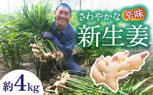 y2026N8`zVI 4kg / VEK 傤 I / 쓇s / ӂ͂t@[/_ [SBS018]茧쓇s15000؁Ê̑ 