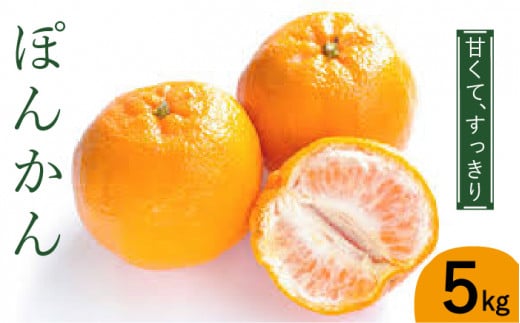 y2026N1`zۂ񂩂  5kg  iM`3Lj/ ۂ񂩂 |J ۂ񂩂 |J |J ݂ ~J  k t[c ʕ / 쓇s / ] [SCY003]茧쓇s12000ʕEt