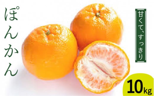 y2026N1`zۂ񂩂 10KgiM`3Lj/ ۂ񂩂 |J ۂ񂩂 |J |J ݂ ~J  k t[c ʕ / 쓇s / ] [SCY004]茧쓇s15000ʕEt[