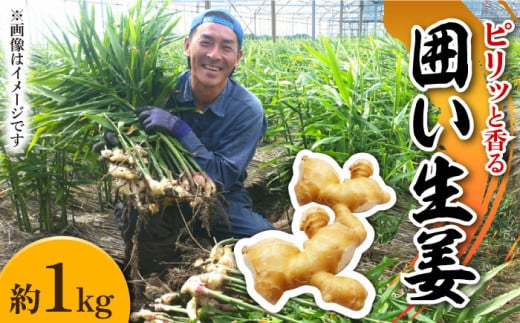 y2026N1`z͂I  1kg / VEK 쓇s / ӂ͂t@[ / _ [SBS009]茧쓇s6000؁Ê̑ 