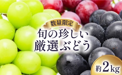 y2026N8`zyʌz {̒I Ԃǂ  2kg / { t[c Ԃǂ uhE  }XJbg ʕ  Yn / 쓇s / 茧_Yiʍ [SCB051]茧