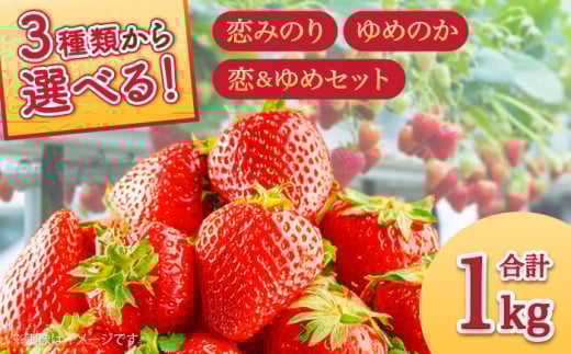 y2026N1`z  ߂̂ 250g × 4pbN / ߂̂ ݂̂  C`S  ʕ C`S t[c  C`S / 쓇s / JA_哌암Z^[[SAC008]茧쓇