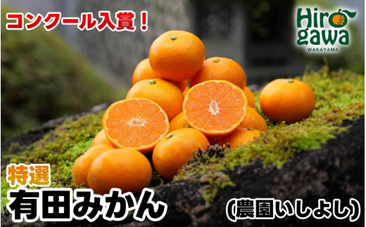 有田 みかん 特選 10kg 【 創業120年 農家直送 】 / 温州みかん 有田みかん 甘い 高級 和歌山 柑橘 ※11月中旬〜1月中旬に順次発送 【isy004-r-10B】和歌山県広川町19000果物・フルーツみかん・柑橘