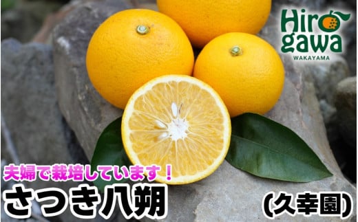 完熟 さつき 八朔 7kg / はっさく 甘い 和歌山 柑橘 ※4月上旬〜5月上旬頃に順次発送予定【hsk022-r-7】和歌山県広川町13000果物・フルーツみかん・柑橘類