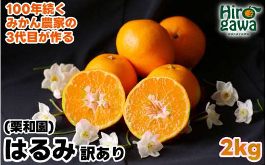 はるみ 2kg 家庭用 / 訳あり 甘い 和歌山 柑橘 ※2月中旬〜3月下旬に順次発送【krw013-c-2】和歌山県広川町7000果物・フルーツみかん・柑橘類