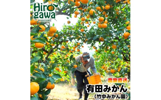 ▼早生みかん 5kg(サイズ混合) ※12月〜1月順次発送予定 【tkn004-wr-5-12】和歌山県広川町12000果物・フルーツみかん・柑橘類