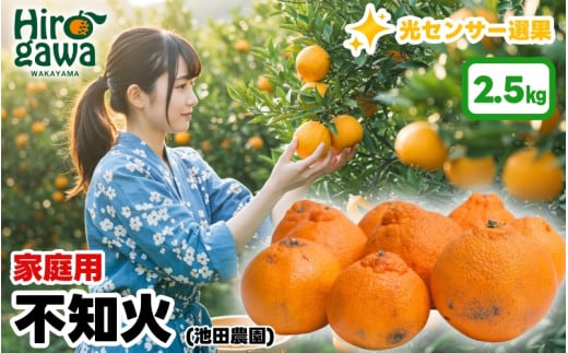 不知火 ( しらぬい ) 2.5kg+250g(痛み補償分) 家庭用 光センサー / デコポン 訳あり 甘い 和歌山 柑橘 ※2月上旬〜3月下旬に順次発送 ※北海道・沖縄・離島への配送不可【ikd010-c-2d5C】和歌