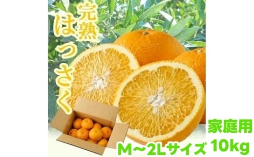 タカじいの 完熟 さつき はっさく家庭用 10kg (M〜2Lサイズ) / 八朔 訳あり 和歌山 有田 柑橘 ※4月上旬〜4月下旬に順次発送【krs022-c-10】和歌山県広川町15000果物・フルーツみかん・柑橘類