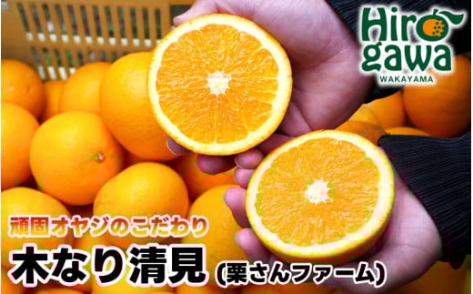 木なり 清見 オレンジ 2kg 頑固オヤジのこだわり / 清見オレンジ 清見タンゴール きよみ 清美 甘い 完熟 和歌山 柑橘 ※3月中旬〜4月上旬に順次発送 【krf009-r-2】和歌山県広川町7000果物・フル