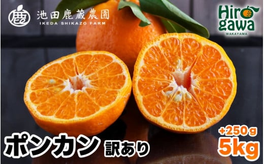 家庭用 ポンカン 5kg+250g(痛み補償分) 光センサー 食頃出荷 / 訳あり 有田 みかん 柑橘 蜜柑 くだもの 果物 果実 フルーツ 和歌山 ※1月中旬〜2月下旬頃に順次発送予定 ※北海道・沖縄・離