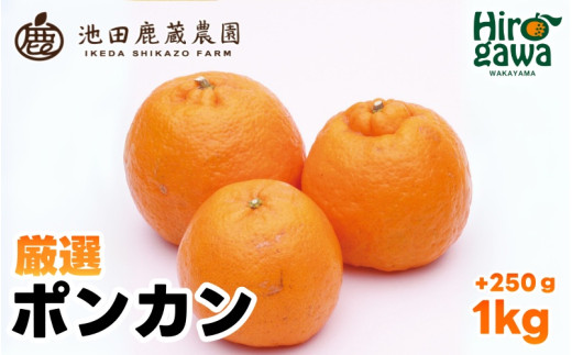 厳選 ポンカン 1kg+250g(痛み補償分) 光センサー 食頃出荷 / 有田 みかん 柑橘 蜜柑 くだもの 果物 果実 フルーツ 和歌山 ※1月中旬〜2月下旬頃に順次発送予定 ※北海道・沖縄・離島への配送