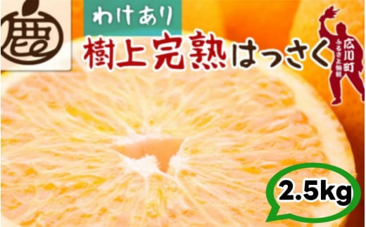  n ͂ 2.5kg+250g ƒp ZT[ /  󂠂 ؂Ȃ Â a̎R Lc k 4{`5{ɏ kCEEւ̔zs yikd022-c-2d5za̎RL쒬6