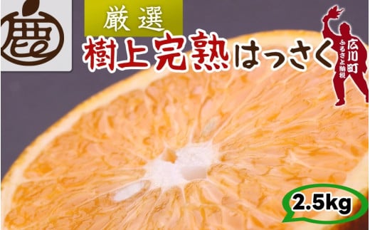 樹上 完熟 はっさく 2.5kg+250g 厳選 光センサー / 八朔 高級 木なり 甘い 和歌山 有田 柑橘 ※4月上旬〜5月上旬に順次発送 ※北海道・沖縄・離島への配送不可 【ikd022-p-2d5】和歌山県広川町7000果