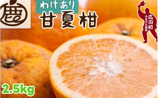 甘夏柑 家庭用 2.5kg+250g(痛み補償分) 光センサー / みかん 甘い 訳あり 柑橘 晩柑 和歌山 有田 ※4月上旬〜6月下旬頃に順次発送 ※北海道・沖縄・離島への配送不可 【ikd023-c-2d5】和歌山県広
