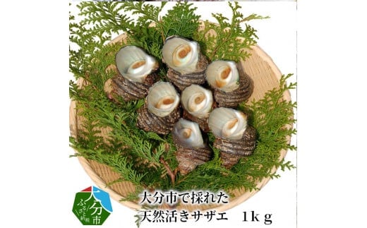 大分市で採れた 天然活きサザエ 1kg サザエ さざえ 魚貝類 貝 天然 大分市 旬 冷蔵 大きい 肉厚 ご飯のお供 焼き おつまみ E12001大分県大分市14000魚介・海産物貝類