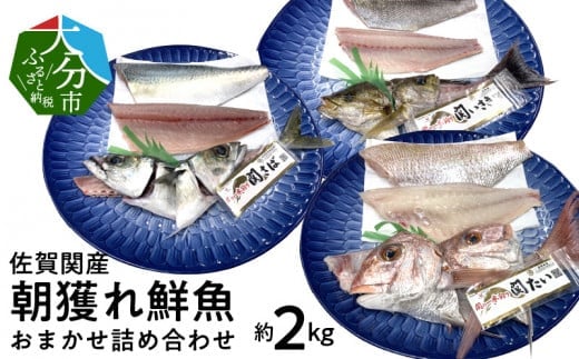 佐賀関産 朝獲れ鮮魚 おまかせ詰め合わせ 約2kg 魚 鮮魚 朝獲れ おまかせ 詰め合わせ セット 新鮮 高鮮度 プロトン凍結 鮮度抜群 プリプリ 冷凍 大分県 佐賀関 個包装 E04025大分県大分市45