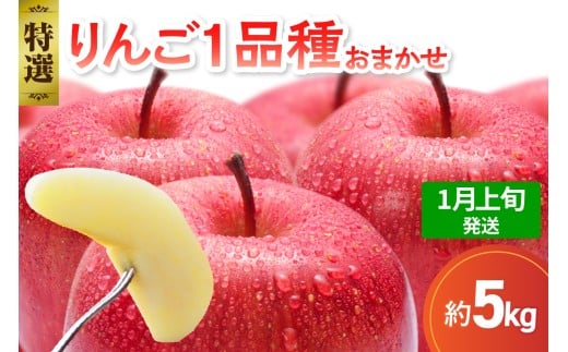 【2026年1月上旬発送】 【特選】 旬の美味しい りんご 約5kg 青森産 【おまかせ1品種】青森県五所川原市20000果物・フルーツりんご・梨