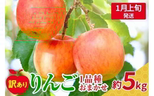 【2026年1月上旬発送】 【訳あり】 旬の美味しい りんご 約5kg 青森 産 【おまかせ1品種】青森県五所川原市13000果物・フルーツりんご・梨