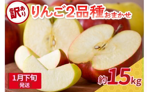 【2026年1月下旬発送】 【訳あり】旬の美味しいりんご 約15kg 青森産 【おまかせ2品種】青森県五所川原市30000果物・フルーツりんご・梨