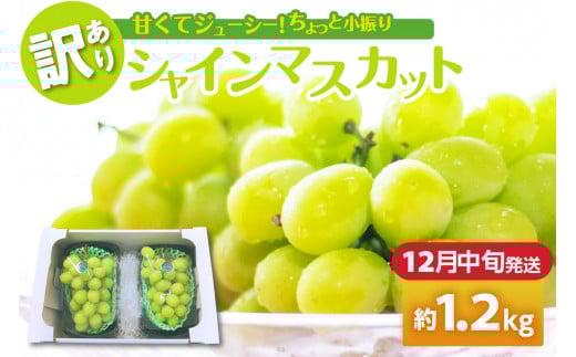 【2025年12月中旬発送】 【訳あり】 シャインマスカット 1.2kg 家庭用 青森青森県五所川原市21000果物・フルーツマスカット・ぶどう
