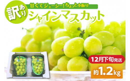 【2025年12月下旬発送】 【訳あり】 シャインマスカット 1.2kg 家庭用 青森青森県五所川原市21000果物・フルーツマスカット・ぶどう
