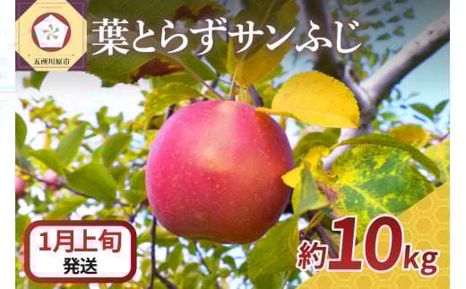 【2026年1月上旬発送】 りんご 10kg 葉とらず サンふじ 青森青森県五所川原市24000果物・フルーツりんご・梨