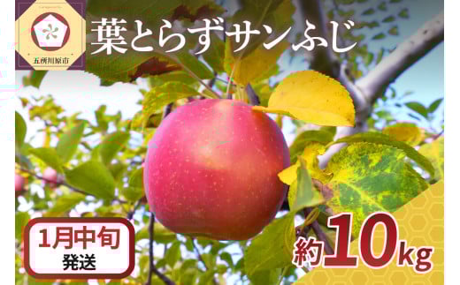 【2026年1月中旬発送】 りんご 10kg 葉とらず サンふじ 青森青森県五所川原市24000果物・フルーツりんご・梨
