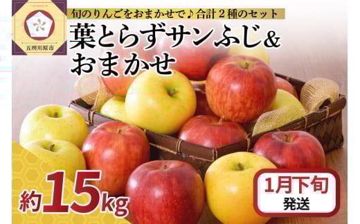 【2026年1月下旬発送】 りんご 15kg 詰め合わせ 計2種(葉とらず サンふじ と 他1種)青森県五所川原市30000果物・フルーツりんご・梨