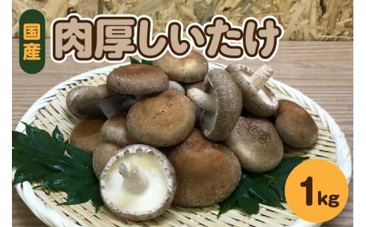 y11甭zY   1kg(500g×2)  X y ̂   zX܏쌴s11000؁Ê̂