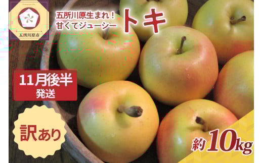 【2025年11月後半発送】訳あり トキ 約10kg青森県五所川原市21000果物・フルーツりんご・梨